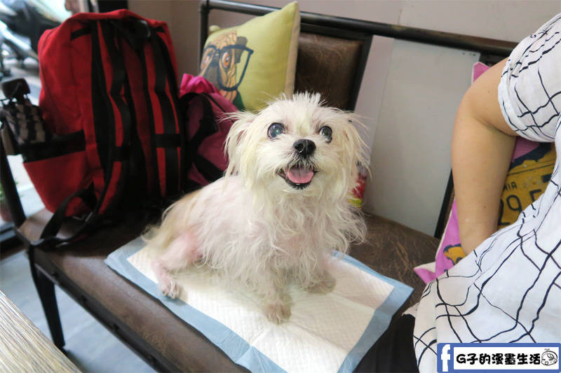 VEG OUT 寵物耍廢空間 早午餐,蘆洲寵物餐廳