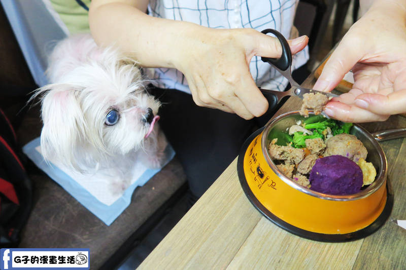 VEG OUT 寵物耍廢空間 早午餐,蘆洲寵物餐廳