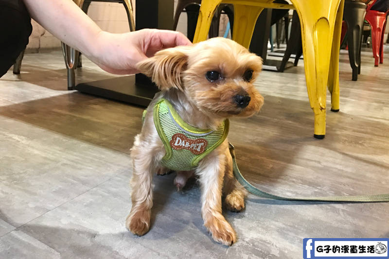 VEG OUT 寵物耍廢空間 早午餐,蘆洲寵物餐廳