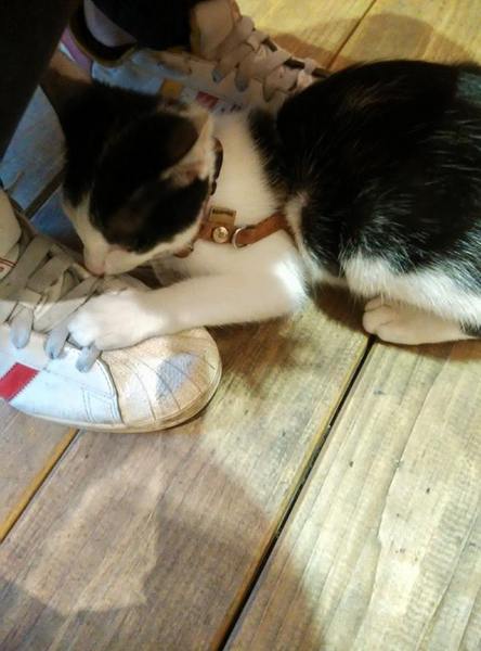 Jo-Line Coffee & JUICE： Jo-Line Coffee & JUICE-政大校園旁巷子裡的小店  有萌貓還有正妹店員  餐點和飲品也都很有特色喔  快來個悠閒下午茶吧