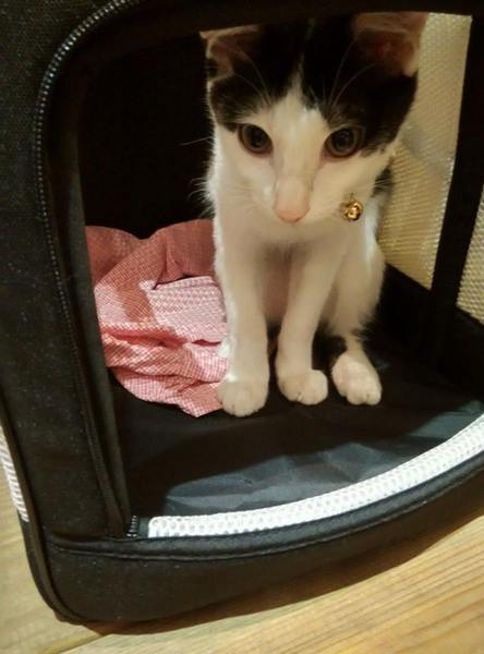 Jo-Line Coffee & JUICE： Jo-Line Coffee & JUICE-政大校園旁巷子裡的小店  有萌貓還有正妹店員  餐點和飲品也都很有特色喔  快來個悠閒下午茶吧