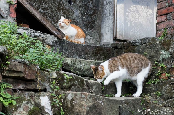 猴硐貓村：新北景點︱侯硐/猴硐貓村　美炸了的貓咪！！黑貓其實不難拍❤