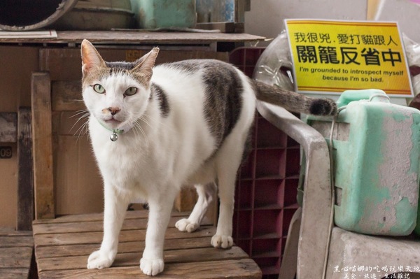 猴硐貓村：新北景點︱侯硐/猴硐貓村　美炸了的貓咪！！黑貓其實不難拍❤