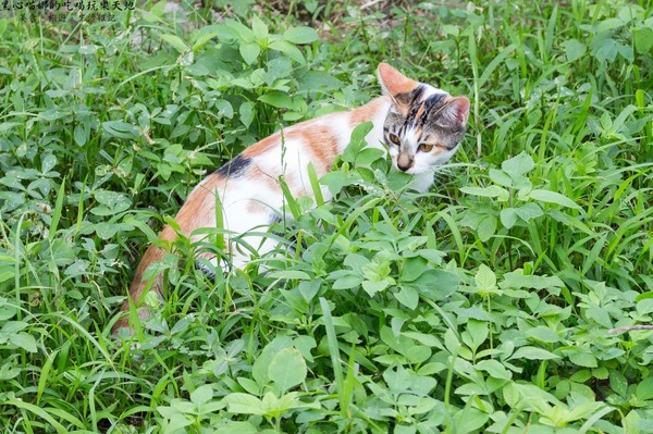 猴硐貓村：新北景點︱侯硐/猴硐貓村　美炸了的貓咪！！黑貓其實不難拍❤