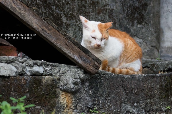猴硐貓村：新北景點︱侯硐/猴硐貓村　美炸了的貓咪！！黑貓其實不難拍❤