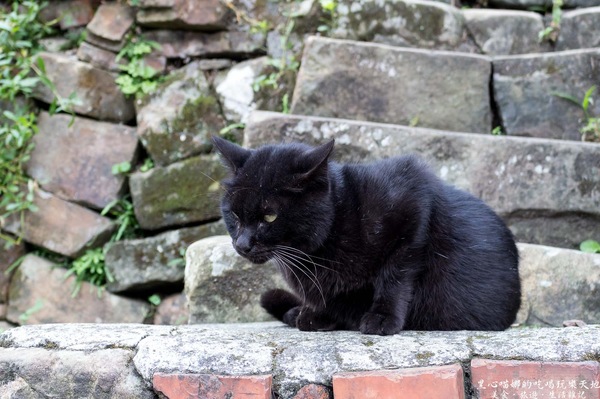 猴硐貓村：新北景點︱侯硐/猴硐貓村　美炸了的貓咪！！黑貓其實不難拍❤