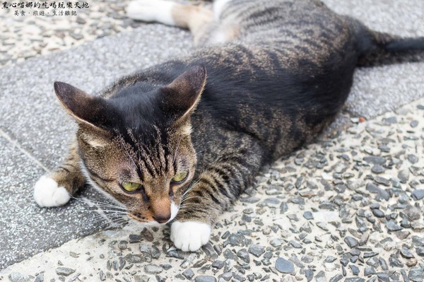 猴硐貓村：新北景點︱侯硐/猴硐貓村　美炸了的貓咪！！黑貓其實不難拍❤