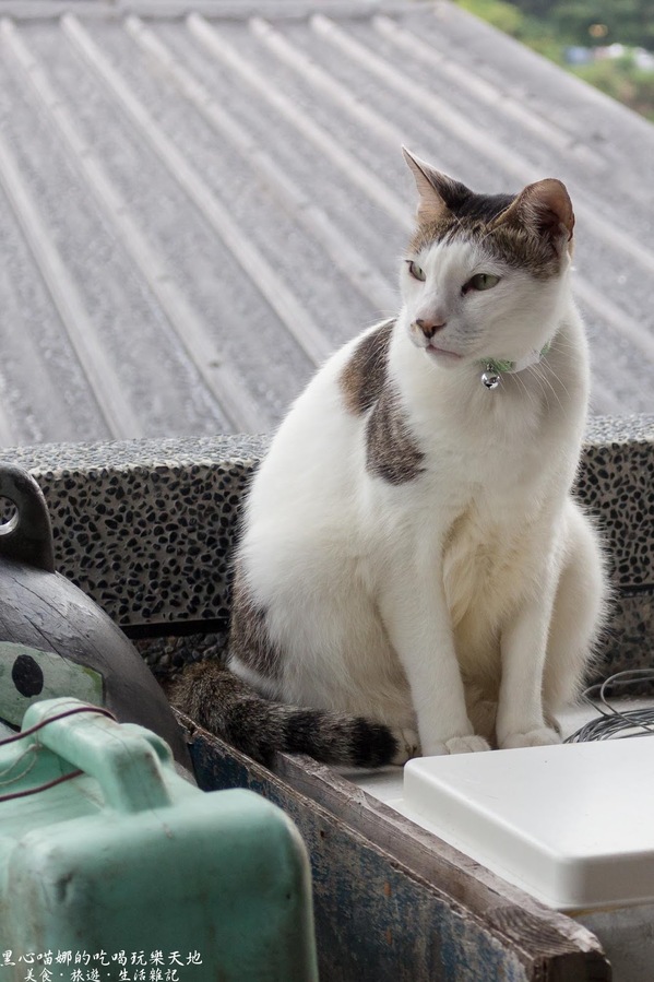 猴硐貓村：新北景點︱侯硐/猴硐貓村　美炸了的貓咪！！黑貓其實不難拍❤