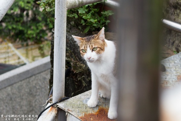 猴硐貓村：新北景點︱侯硐/猴硐貓村　美炸了的貓咪！！黑貓其實不難拍❤