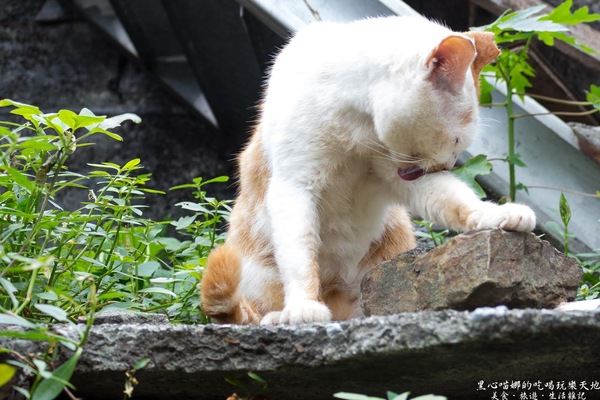 猴硐貓村：新北景點︱侯硐/猴硐貓村　美炸了的貓咪！！黑貓其實不難拍❤
