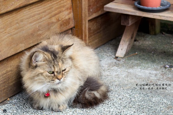 猴硐貓村：新北景點︱侯硐/猴硐貓村　美炸了的貓咪！！黑貓其實不難拍❤