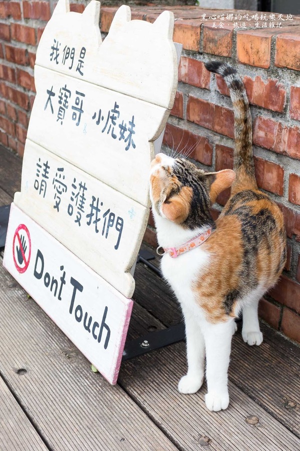 猴硐貓村：新北景點︱侯硐/猴硐貓村　美炸了的貓咪！！黑貓其實不難拍❤