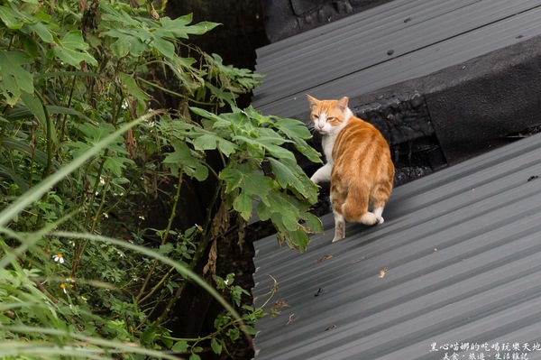 猴硐貓村：新北景點︱侯硐/猴硐貓村　美炸了的貓咪！！黑貓其實不難拍❤