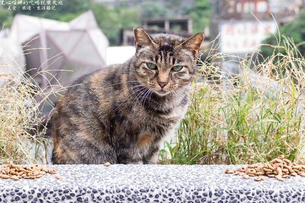 猴硐貓村：新北景點︱侯硐/猴硐貓村　美炸了的貓咪！！黑貓其實不難拍❤