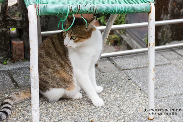 猴硐貓村：新北景點︱侯硐/猴硐貓村　美炸了的貓咪！！黑貓其實不難拍❤