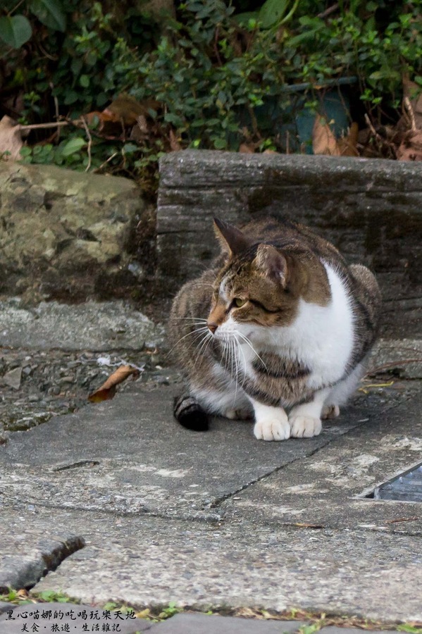 猴硐貓村：新北景點︱侯硐/猴硐貓村　美炸了的貓咪！！黑貓其實不難拍❤