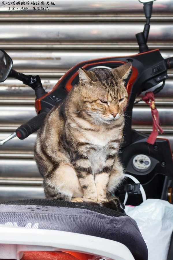 猴硐貓村：新北景點︱侯硐/猴硐貓村　美炸了的貓咪！！黑貓其實不難拍❤