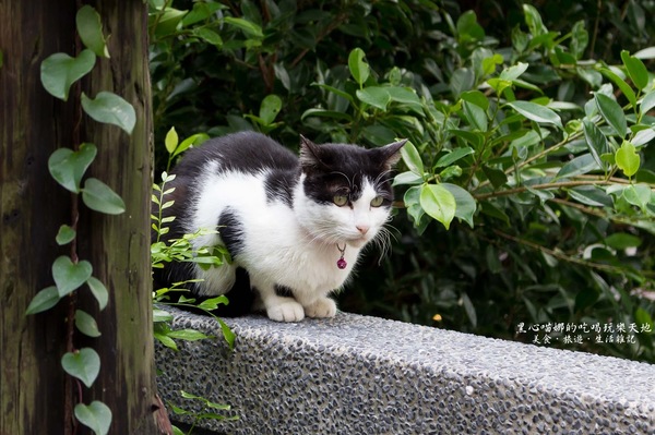 猴硐貓村：新北景點︱侯硐/猴硐貓村　美炸了的貓咪！！黑貓其實不難拍❤
