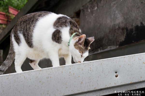 猴硐貓村：新北景點︱侯硐/猴硐貓村　美炸了的貓咪！！黑貓其實不難拍❤