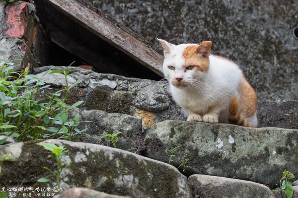 猴硐貓村：新北景點︱侯硐/猴硐貓村　美炸了的貓咪！！黑貓其實不難拍❤