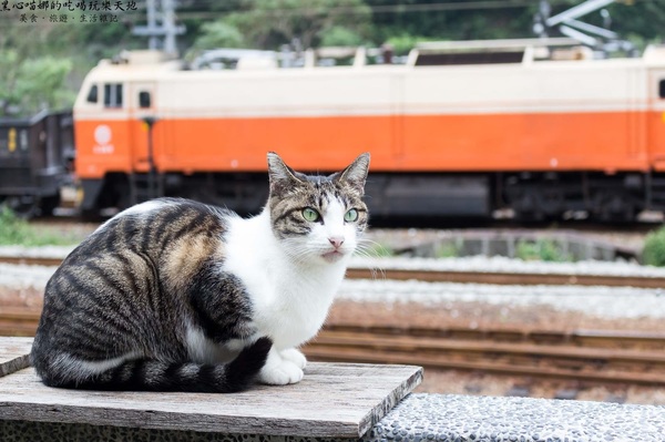 猴硐貓村：新北景點︱侯硐/猴硐貓村　美炸了的貓咪！！黑貓其實不難拍❤