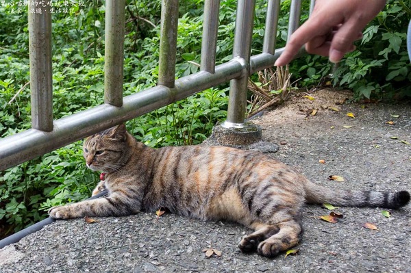 猴硐貓村：新北景點︱侯硐/猴硐貓村　美炸了的貓咪！！黑貓其實不難拍❤