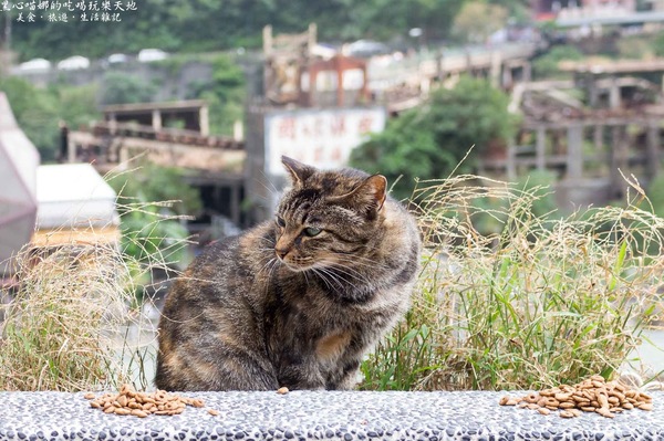 猴硐貓村：新北景點︱侯硐/猴硐貓村　美炸了的貓咪！！黑貓其實不難拍❤