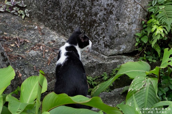 猴硐貓村：新北景點︱侯硐/猴硐貓村　美炸了的貓咪！！黑貓其實不難拍❤