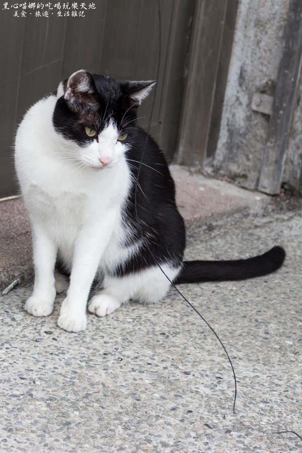 猴硐貓村：新北景點︱侯硐/猴硐貓村　美炸了的貓咪！！黑貓其實不難拍❤