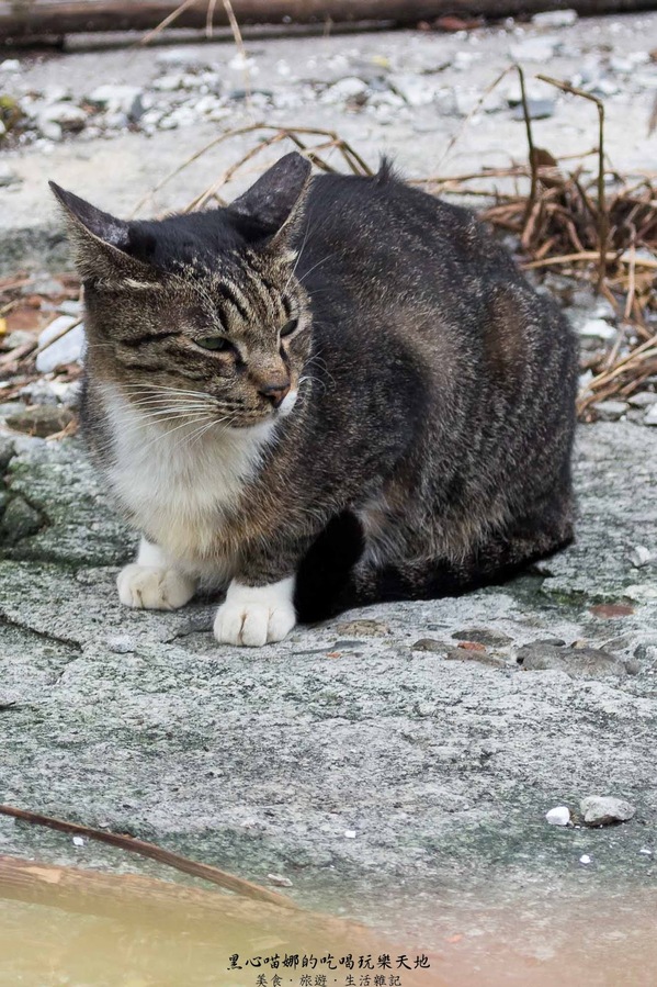 猴硐貓村：新北景點︱侯硐/猴硐貓村　美炸了的貓咪！！黑貓其實不難拍❤