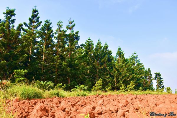 【台中。景點】大雅 / 神秘的九天黑森林,熱門婚紗外拍秘境,近都會公園