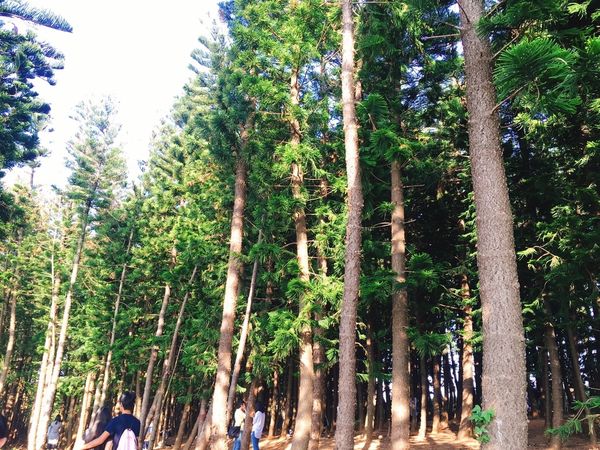 【台中。景點】大雅 / 神秘的九天黑森林,熱門婚紗外拍秘境,近都會公園