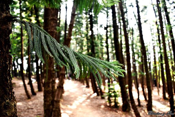 【台中。景點】大雅 / 神秘的九天黑森林,熱門婚紗外拍秘境,近都會公園