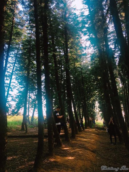 【台中。景點】大雅 / 神秘的九天黑森林,熱門婚紗外拍秘境,近都會公園