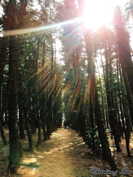 【台中。景點】大雅 / 神秘的九天黑森林,熱門婚紗外拍秘境,近都會公園