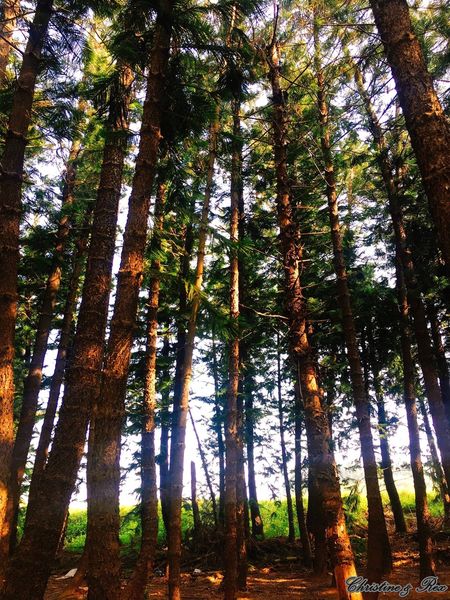 【台中。景點】大雅 / 神秘的九天黑森林,熱門婚紗外拍秘境,近都會公園