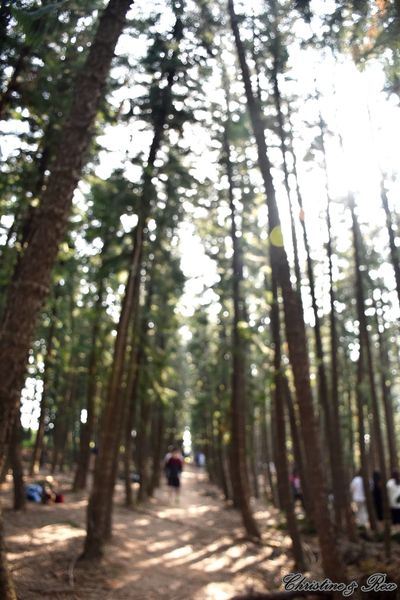 【台中。景點】大雅 / 神秘的九天黑森林,熱門婚紗外拍秘境,近都會公園