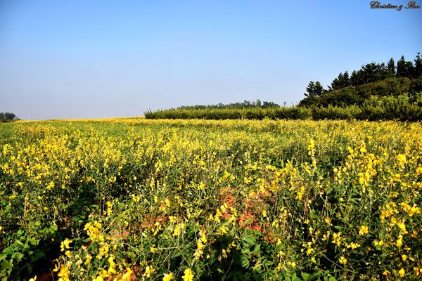 【台中。景點】大雅 / 神秘的九天黑森林,熱門婚紗外拍秘境,近都會公園