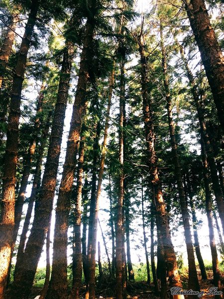 【台中。景點】大雅 / 神秘的九天黑森林,熱門婚紗外拍秘境,近都會公園