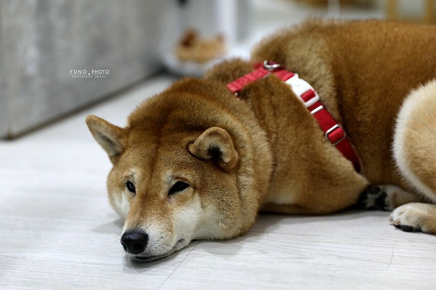 台中市東區成美手工冰淇淋｜40年老字號冰店！第三代接手 新貌美翻 新鮮水果製作手工冰淇淋 激推「冰淇淋浴缸、豐仁冰