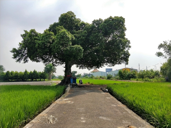 台中金城武樹:【台中市景點】台中金城武樹~IG打卡秘境景點