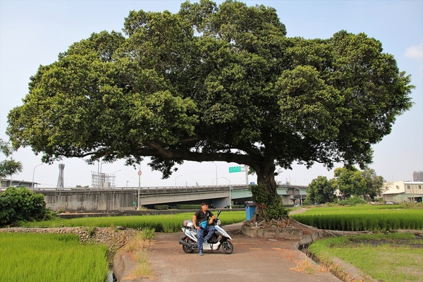 台中金城武樹:【台中市景點】台中金城武樹~IG打卡秘境景點