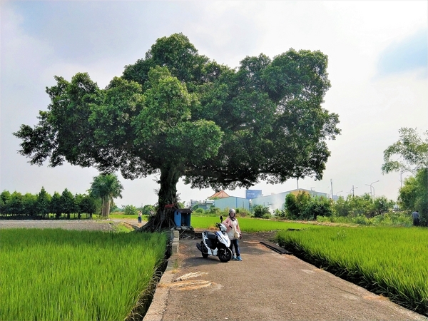 台中金城武樹:【台中市景點】台中金城武樹~IG打卡秘境景點