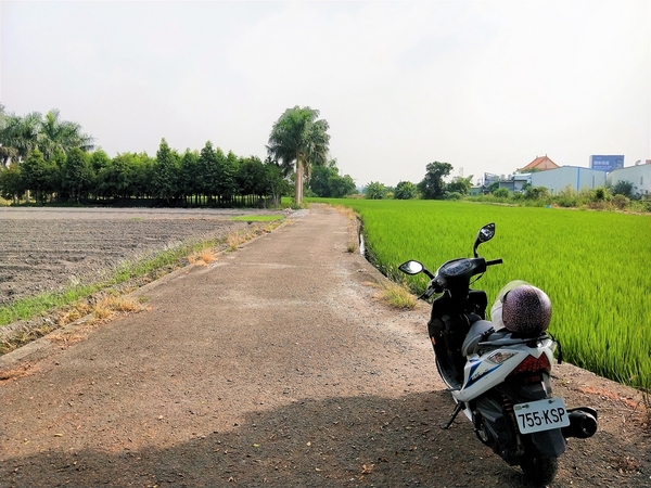 台中金城武樹:【台中市景點】台中金城武樹~IG打卡秘境景點
