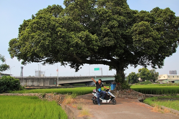 台中金城武樹:【台中市景點】台中金城武樹~IG打卡秘境景點