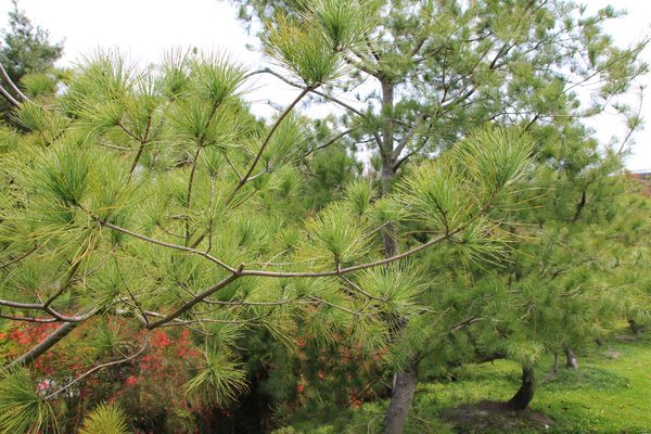 蘑菇部落生態休閒農場:【彰化景點】埔心蘑菇部落生態休閒農場~赤腳丫跑跑蘑菇大草原/蕈菇彩繪牆/童話風美味窯烤PIZZA/落羽松/園區小火車