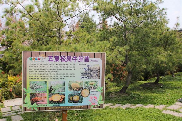 蘑菇部落生態休閒農場:【彰化景點】埔心蘑菇部落生態休閒農場~赤腳丫跑跑蘑菇大草原/蕈菇彩繪牆/童話風美味窯烤PIZZA/落羽松/園區小火車