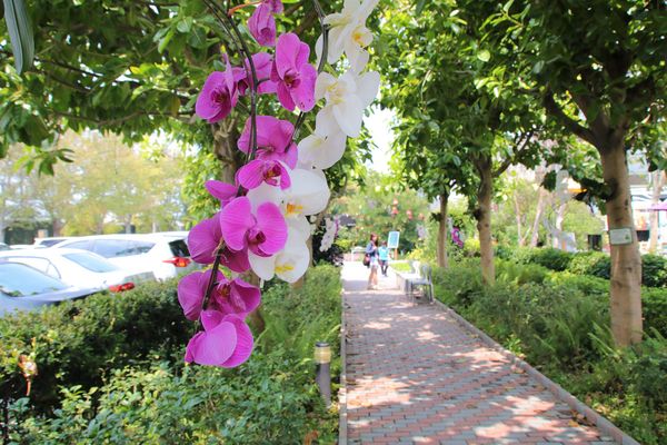 蘑菇部落生態休閒農場:【彰化景點】埔心蘑菇部落生態休閒農場~赤腳丫跑跑蘑菇大草原/蕈菇彩繪牆/童話風美味窯烤PIZZA/落羽松/園區小火車