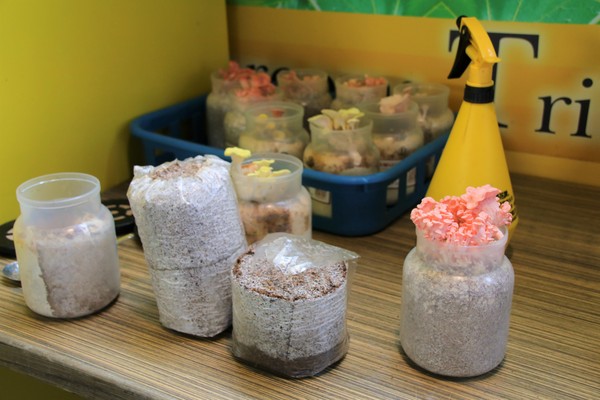 蘑菇部落生態休閒農場:【彰化景點】埔心蘑菇部落生態休閒農場~赤腳丫跑跑蘑菇大草原/蕈菇彩繪牆/童話風美味窯烤PIZZA/落羽松/園區小火車