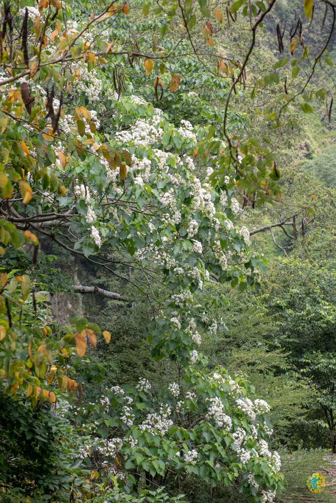谷關民宿推薦》台中商旅台中八仙山莊 - 螢河與銀河圍繞的渡假小木屋 - 時空幻境 凌雲江海清